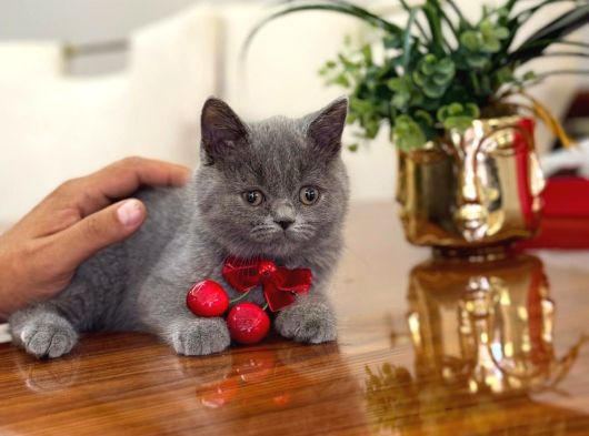 Yok Böyle Güzeli̇ Bri̇ti̇sh Shorthai̇r Yavru Kedi̇