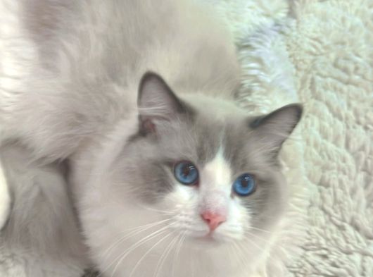 Anne Altından Safkan Ragdoll Yavrular görsel