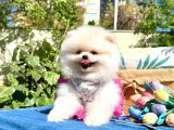 Pomeranian Boo Safkan Ayi Surat Yavrularımız