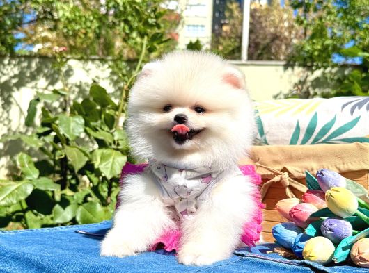 Pomeranian Boo Safkan Ayi Surat Yavrularımız görsel