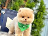 Sevimli pomeranian yavrularımız