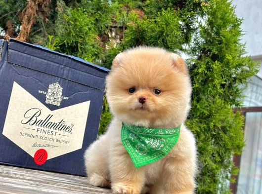 Sevimli Pomeranian Yavrularımız görsel