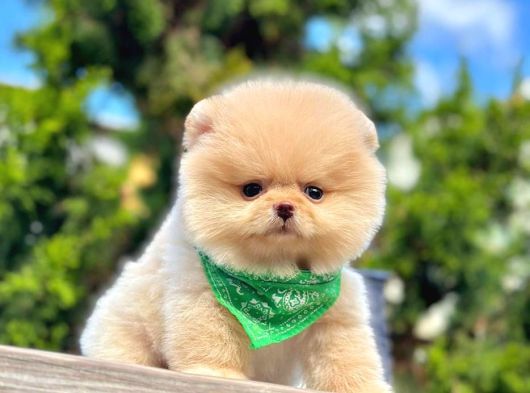 Sevimli Pomeranian Yavrularımız görsel