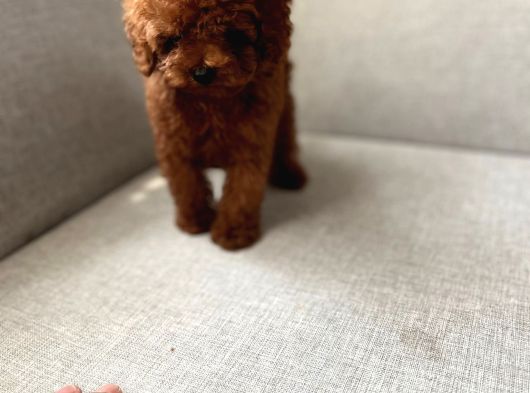 Kore Kan Toy Poodle Yavrular Uygun görsel