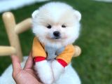 Brengesicht Pomeranian Boo unser Welpe