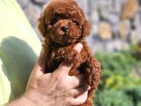 Kore Kan Toy Poodle Yavrular Uygun
