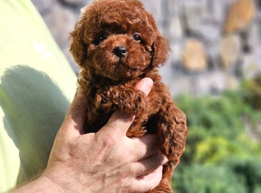 Kore Kan Toy Poodle Yavrular Uygun görsel