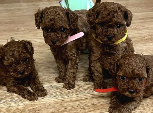 Kore Kan Toy Poodle Yavrular Uygun görsel