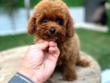 Kilo garantili Teacup Poodle