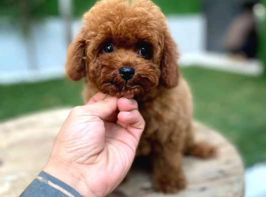 Kilo Garantili Teacup Poodle