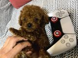 Kore 1_5 kilo garantili Toy Poodle