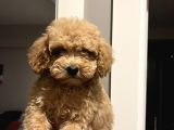 Apricot 2_5 aylık toy poodle