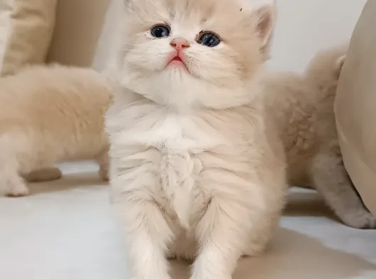 Ayi Surat Safkan Bri̇ti̇sh görsel