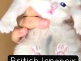Bri̇ti̇sh Longhai̇r Blue Golden Bri̇ti̇sh Shorthai̇r Ny12 Golden