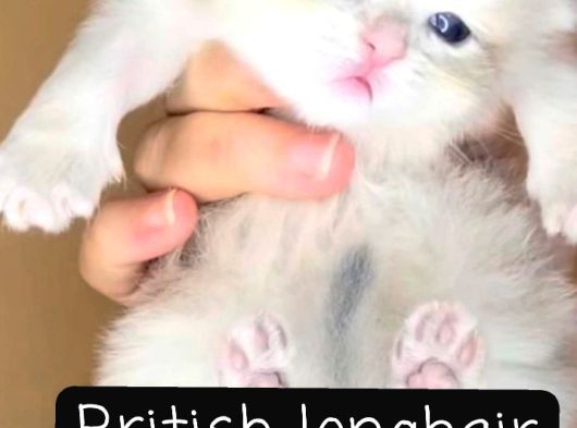 Bri̇ti̇sh Longhai̇r Blue Golden Bri̇ti̇sh Shorthai̇r Ny12 Golden görsel