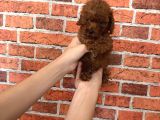 A Kalite Poodle