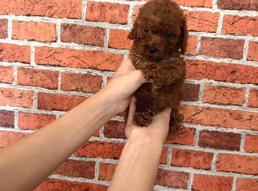 A Kalite Poodle görsel