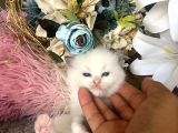 Anne Altından Safkan Ragdoll Yavrular