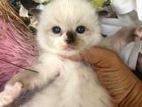 Anne Altından Safkan Ragdoll Yavrular
