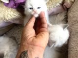 Anne Altından Safkan Ragdoll Yavrular