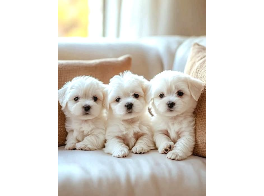 Maltese Terrier Akalite Xs Büyümeyen Bebeklerim