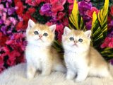 ORJİNAL GOLD BRİTİSH SAFKAN