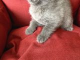 Scottish Fold Yavrumuz Yuva Arıyor