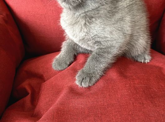 Scottish Fold Yavrumuz Yuva Arıyor görsel