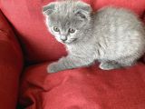 scottish fold yavrumuz yuva arıyor