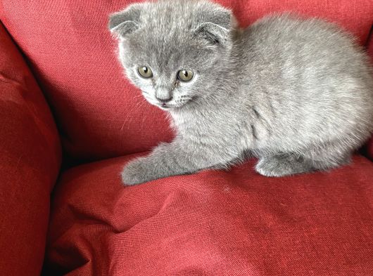 Scottish Fold Yavrumuz Yuva Arıyor