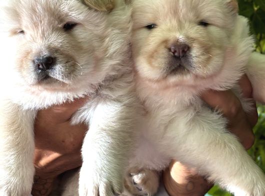 Pofuduk Ayı Surat Chow Chow Yavrularımız görsel