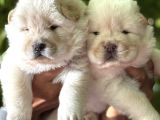 Pofuduk Ayı Surat Chow Chow Yavrularımız