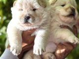 Pofuduk Ayı Surat Chow Chow Yavrularımız