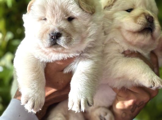 Pofuduk Ayı Surat Chow Chow Yavrularımız görsel