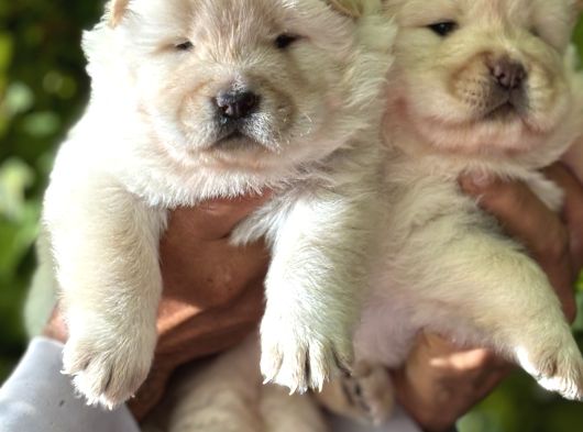 Pofuduk Ayı Surat Chow Chow Yavrularımız görsel