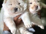 Pofuduk Ayı Surat Chow Chow Yavrularımız