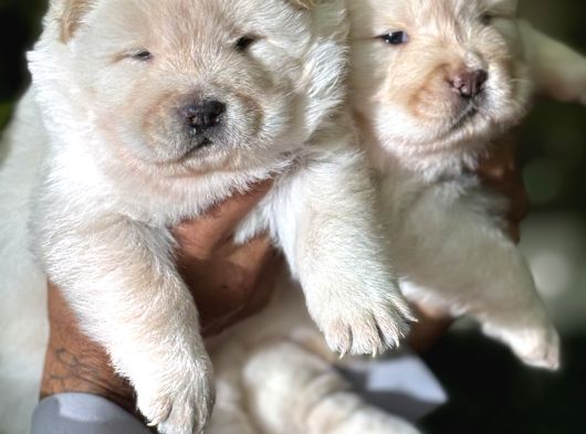 Pofuduk Ayı Surat Chow Chow Yavrularımız görsel