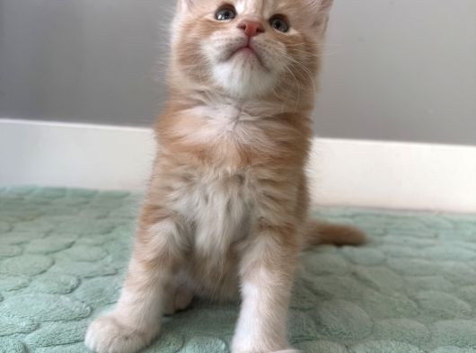 Ayşe Arık Cattery görsel