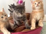 Ayşe arık cattery