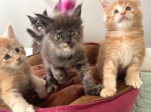 Ayşe Arık Cattery