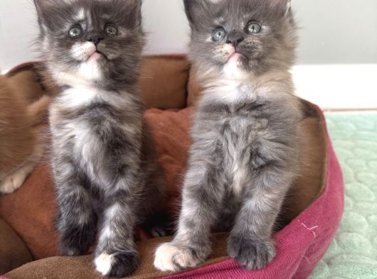 Ayşe Arık Cattery görsel