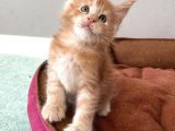 Ayşe Arık Cattery