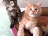 Ayşe Arık Cattery