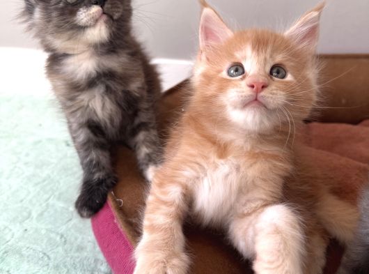 Ayşe Arık Cattery görsel