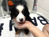 Bernese Mountain Dog