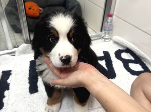Bernese Mountain Dog görsel