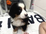 Bernese Mountain Dog