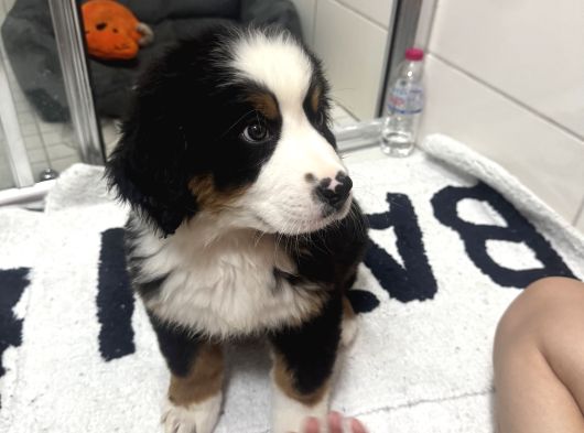 Bernese Mountain Dog görsel