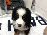 Bernese Mountain Dog