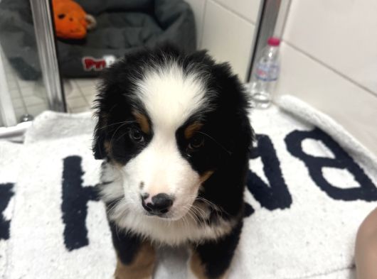 Bernese Mountain Dog görsel